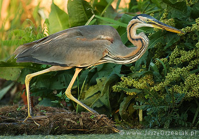 Czapla purpurowa - Ardea purpurea