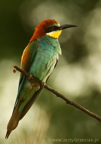 Żołna - Merops apiaster Żołna - Merops apiaster