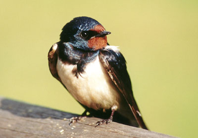 Jaskka dymwka - Hirundo rustica