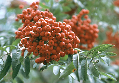 Jarzb pospolity - Sorbus aucuparia