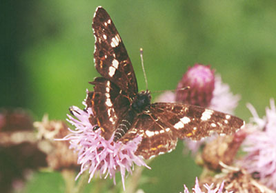 Rusaka kratkowiec - Araschnia levana