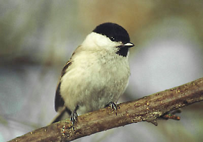 Sikorka czarnogwka - Parus montanus