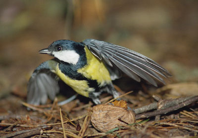 Sikorka bogatka - Parus major