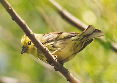 Trznadel - Emberiza citrinella