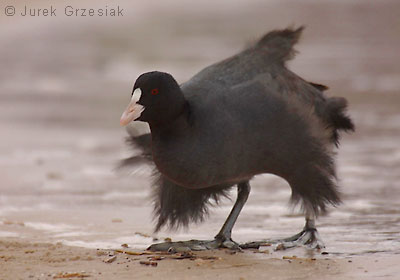 yska - Fulica atra