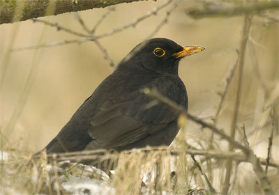 Kos - Turdus merula