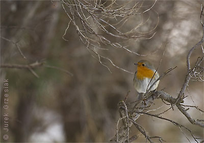 Rudzik - Erithacus rubecula