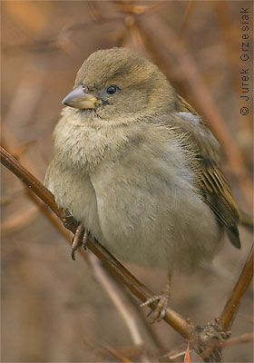 Wrbel domowy - Passer domesticus