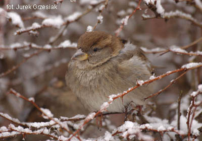 Wrbel domowy - Passer domesticus