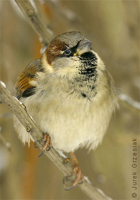 Wrbel domowy - Passer domesticus