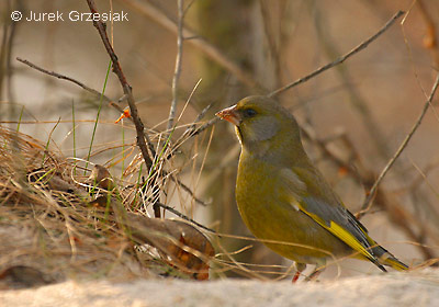 Dzwoniec - Carduelis chloris