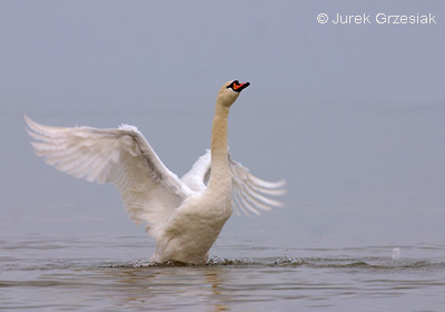 Łabędź niemy Łabędź niemy