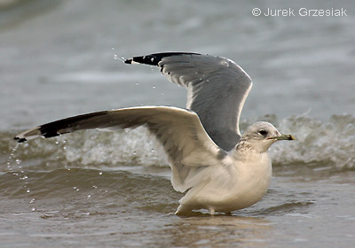 Mewa pospolita - Larus canus