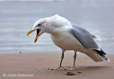 Mewa srebrzysta - Larus argentatus