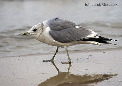 Mewa pospolita - Larus canus