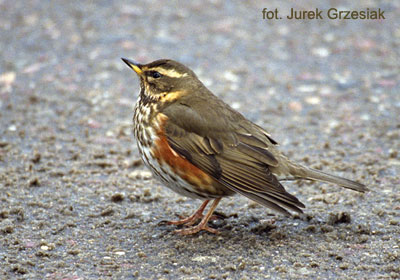 Drodzik - Turdus iliacus