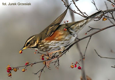 Drodzik - Turdus iliacus