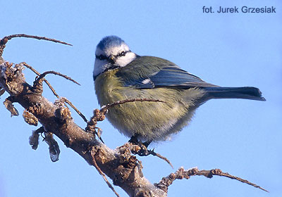 Sikorka modraszka - Parus caeruleus