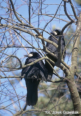 Gawron - Corvus frugilegus