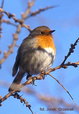 Rudzik - Erithacus rubecula