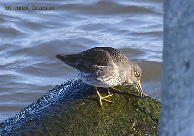 Biegus morski - Calidris maritima