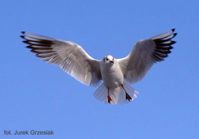 mewa mieszka - Larus ridibundus