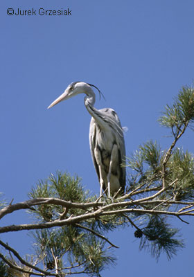 Czapla siwa - Ardea cinerea