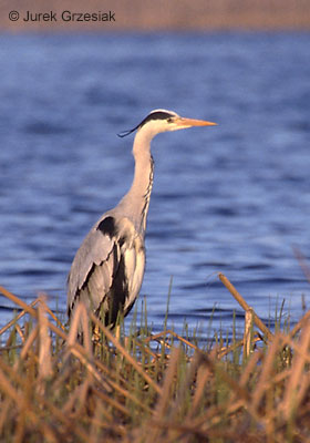 Czapla siwa - Ardea cinerea