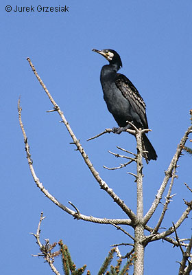 Kormoran czarny - Phalacrocorax carbo