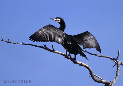 kormoran czarny suszcy skrzyda