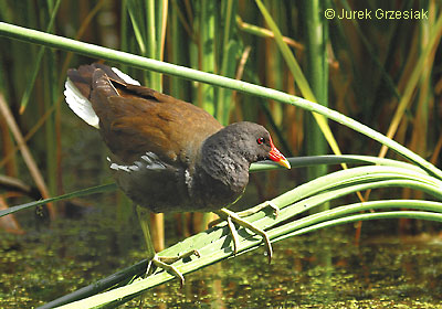Kokoszka - Gallinula chloropus Kokoszka - Gallinula chloropus