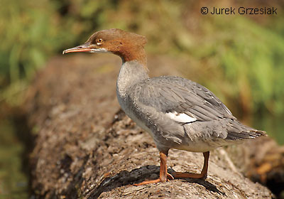 Tracz nurog - Mergus merganser