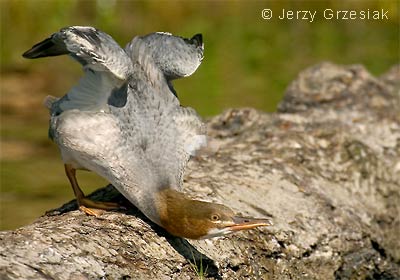 Tracz nurog - Mergus merganser