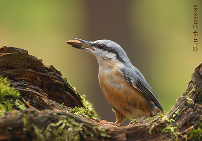 Kowalik - Sitta europaea