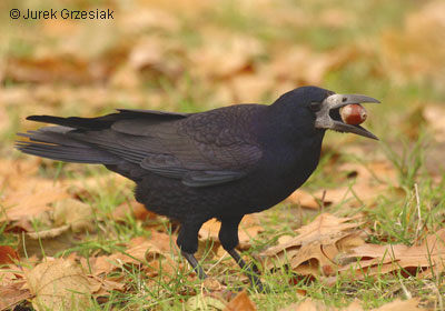 Gawron - Corvus frugilegus