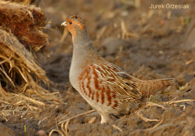 Kuropatwa - Perdix perdix Kuropatwa - Perdix perdix