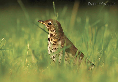 Drozd piewak - Turdus philomelos