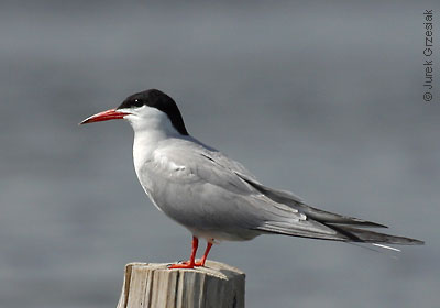 Rybitwa rzeczna - Sterna hirundo