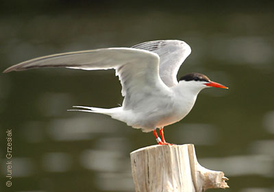 Rybitwa rzeczna - Sterna hirundo Rybitwa rzeczna - Sterna hirundo
