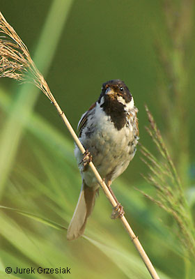 Potrzos - Emberiza schoeniclus