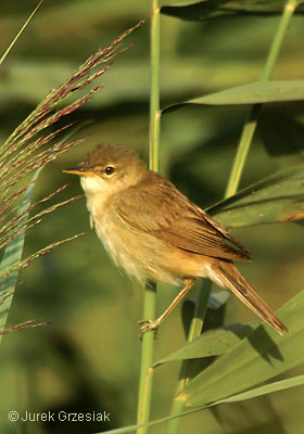 Trzcinniczek - Acrocephalus arundinaceus