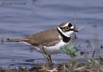 Sieweczka rzeczna - Charadrius dubius Sieweczka rzeczna - Charadrius dubius