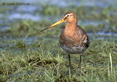 Rycyk - limosa limosa