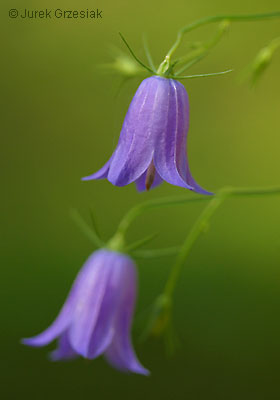 Dzwonek rozpierzchy - Campanula patula