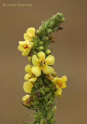 Dziewanna pospolita - Verbascum nigrum