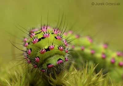 Pawica grabwka - Eudia pavonia