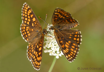 Przeplatka atalia - Melitaea athalia