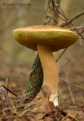 Borowik szlachetny - Boletus edulis