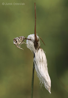 Wenianka szerokolistna - Eriophorum latifolium