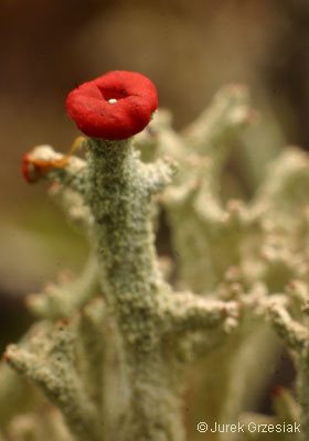 Chrobotek kubkowaty - Cladonia pyxidata Chrobotek kubkowaty - Cladonia pyxidata